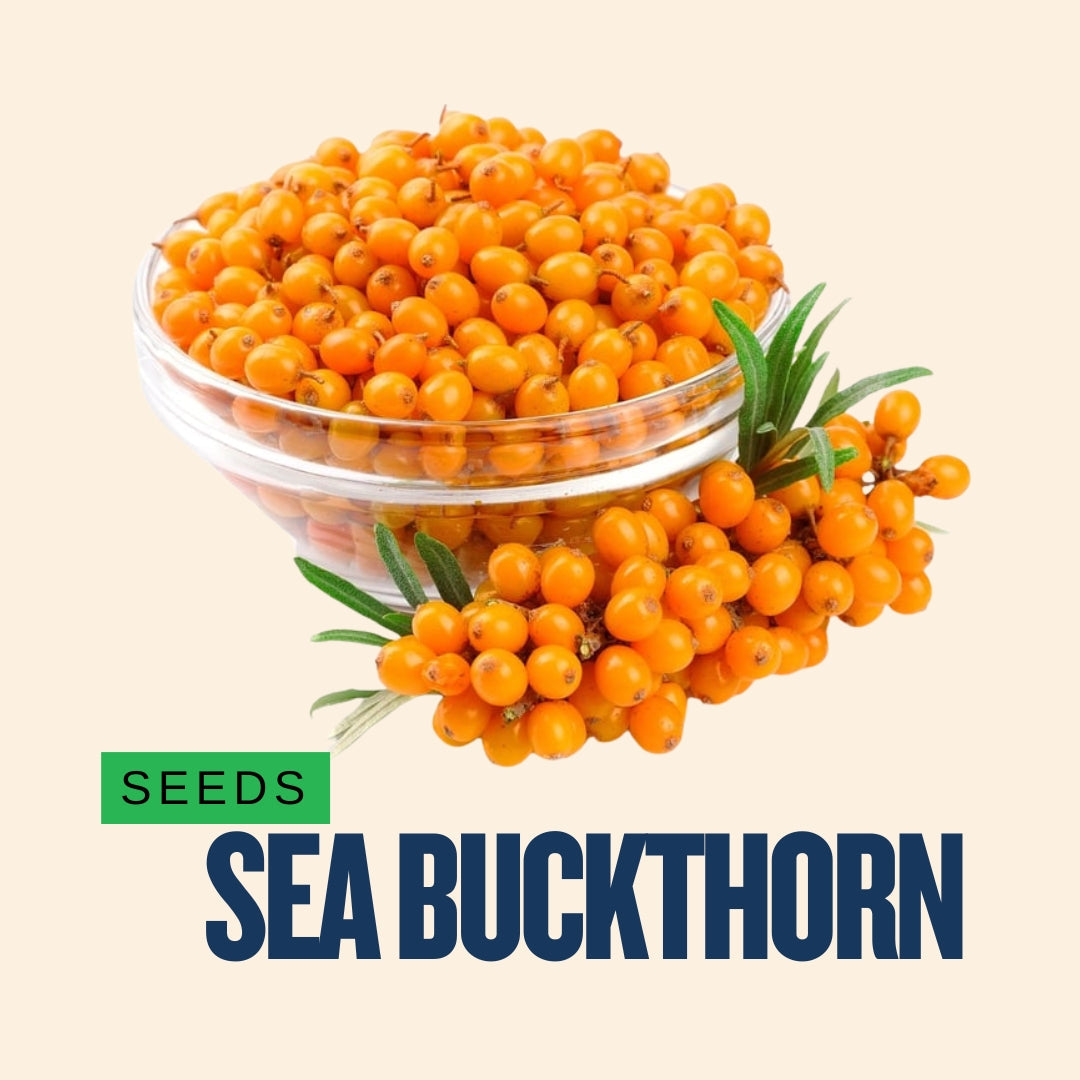 Buy Sea Buckthorn Seeds Online | Kashmir Himalayan Seaberry Seeds